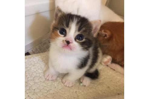 成約済の大阪府のマンチカン-2669の3枚目